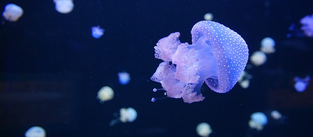 Bonita medusa
